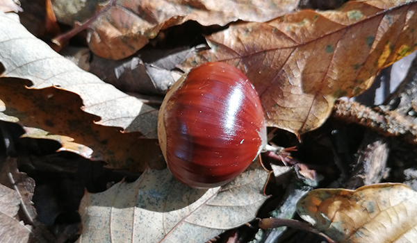 castagne600x350-bis